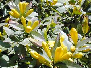 �r���E���i�M