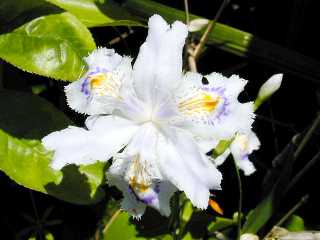 �q���V���K