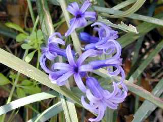 �쐶�q���V���X