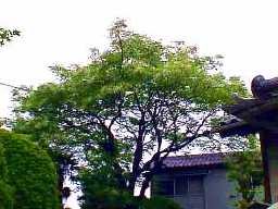 �ȑO�̃Z���_��