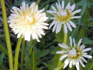 ���ԃ^���|�|