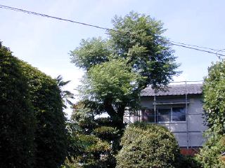 ẴZ_