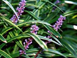 �����̈��ł�