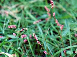 �C�k�^�f���ȁH